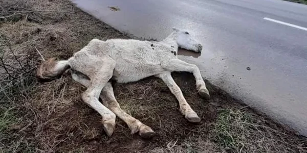 Cal abandonat pe marginea drumului - Văleni Dobromir Constanţa Sursa Facebook Asociaţia pentru Protecţia Animalelor Măriuţa