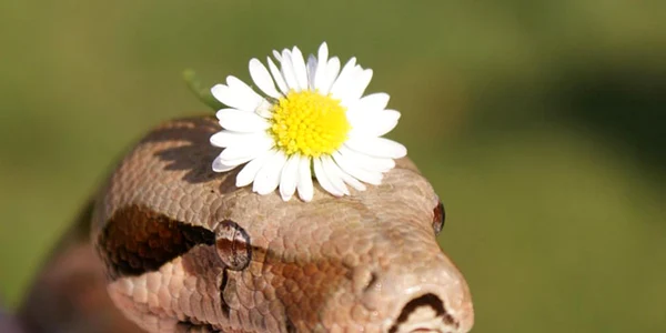 Serpi cu palarie SURSA Boredpanda