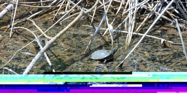 Vieţuitoarele au fost îngropate de vii Foto