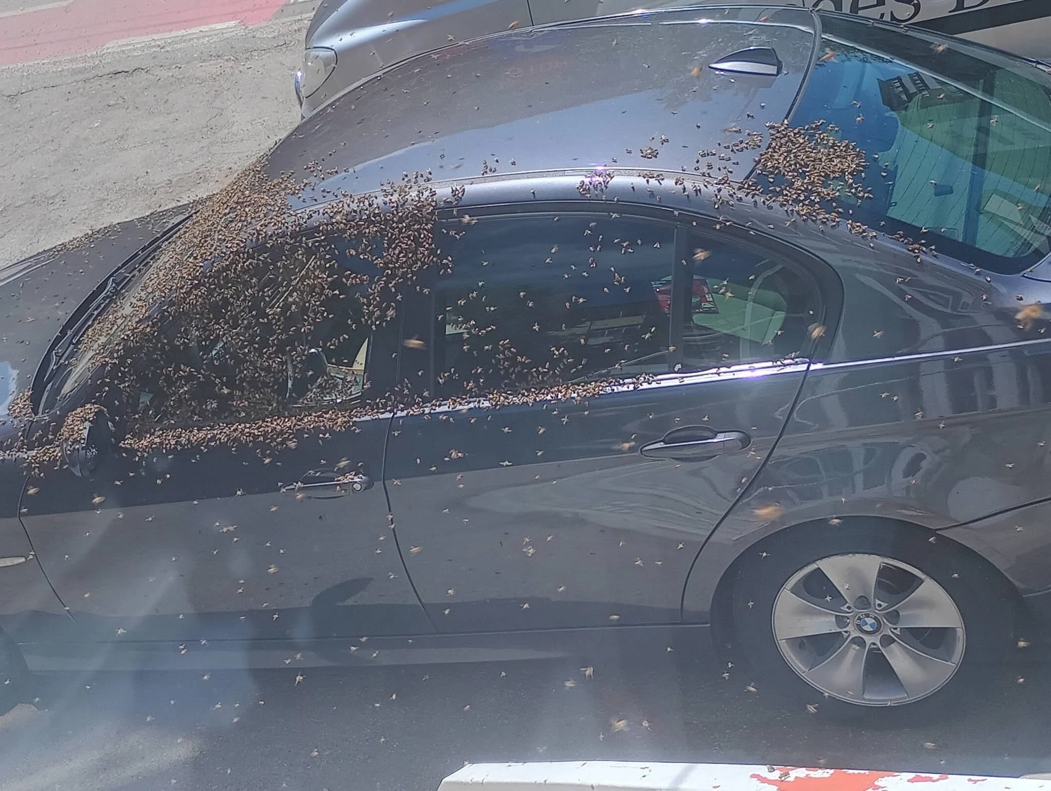 Val de reacții după ce mii de albine s-au așezat pe o mașină, blocând accesul la o bancă, în Alexandria: „Dacă și ele trag la BMW...”
