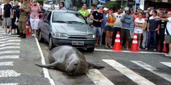 elefant de mare