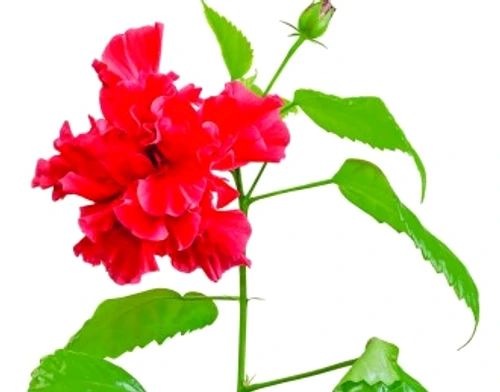 7ea0328deac843bdfe8fdbad67011412 jpg jpeg