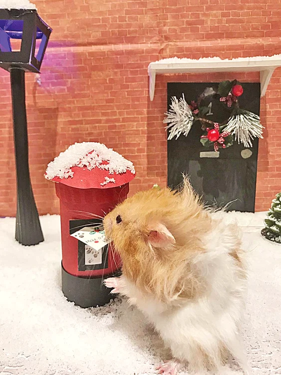 Hamsterii au pus plicurile la poştă