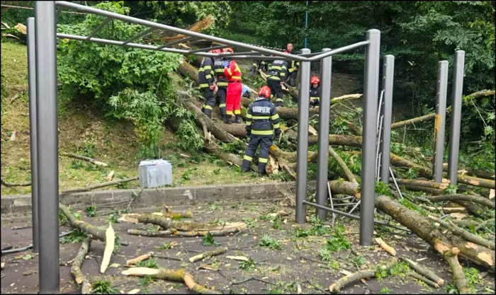 Copac prăbușit FOTO: ISU