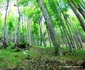 Valea Mică, spre Rapa cu Galbeni Foto Daniel Guță (2) jpg
