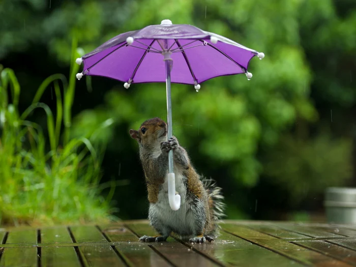 Neam de neamul  veverițesc nu a  știut de unde se  închide umbrela...