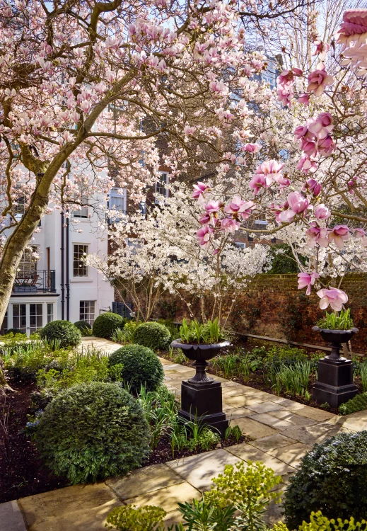 Magnolie și cireși înfloriți într-o grădină Foto House & Garden credit Alister Thorpe webp