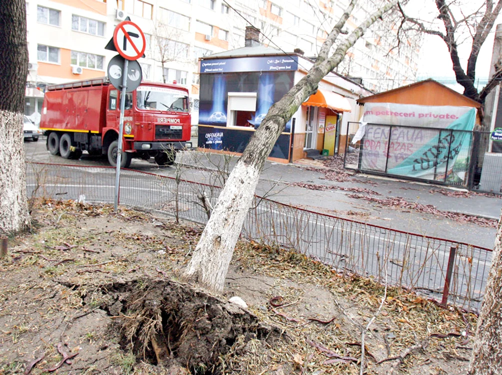 
    Aşa arătau ieri  copacii în Capitală (fotografii: Dorin Constanda)  