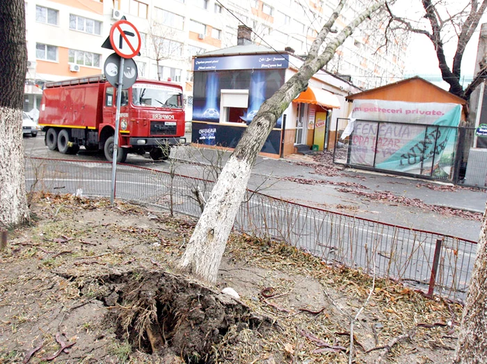 
    Aşa arătau ieri  copacii în Capitală (fotografii: Dorin Constanda)  