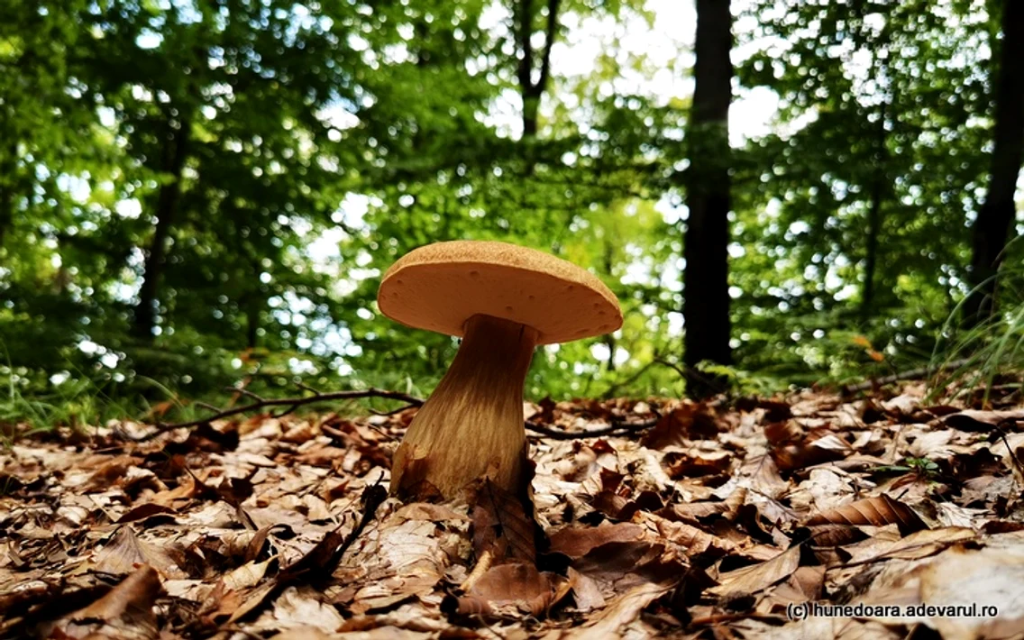 Pădurea de castani, Ghelari  Foto Daniel Guță (28) jpg