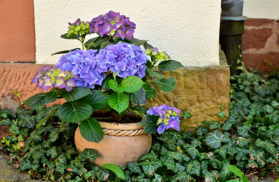 Hortensie / foto: Pixabay 
