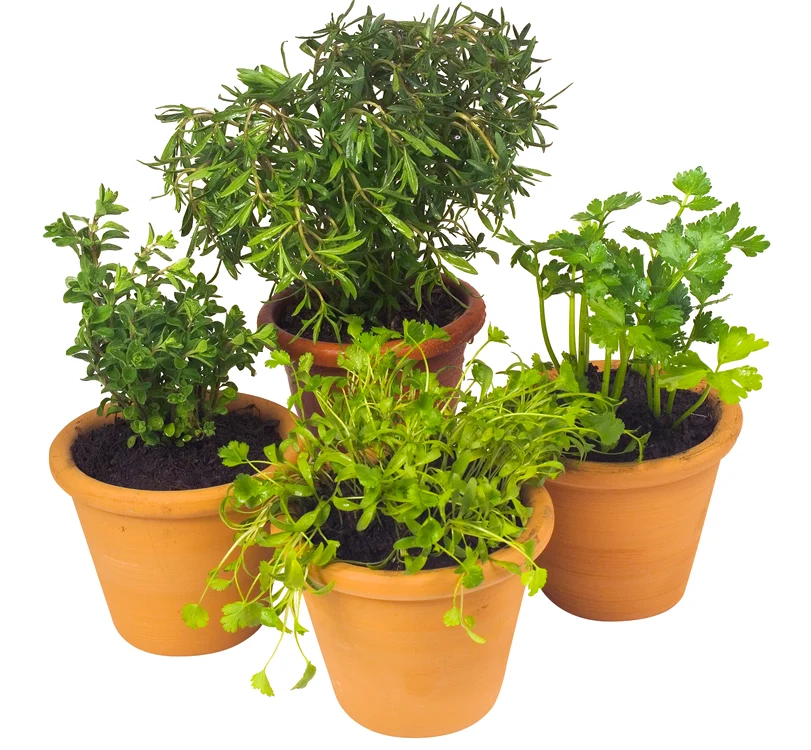 În câteva săptămâni de la plantare, te vei bucura de propria grădină cu mirodenii, pe balcon