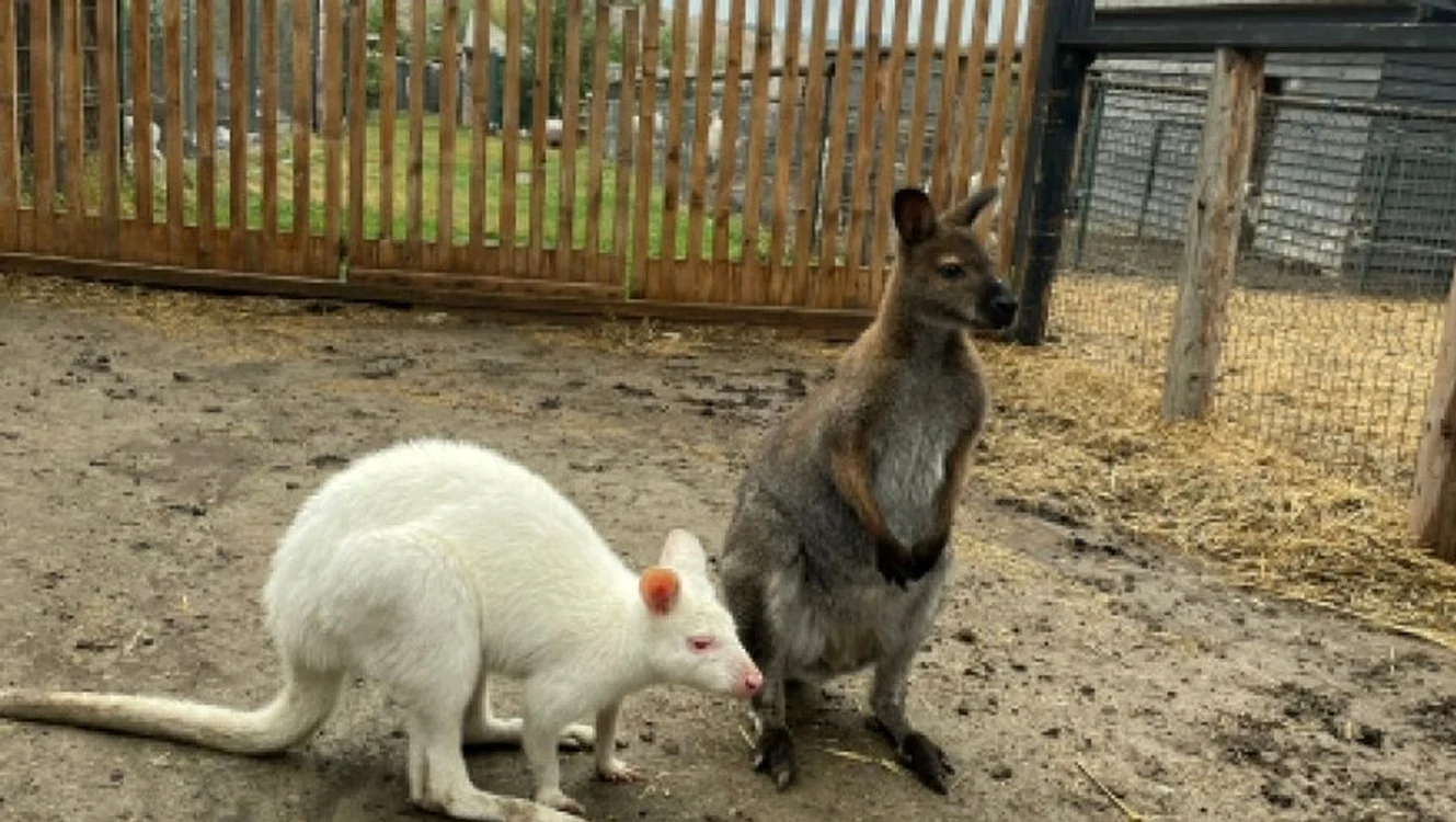  Animale sălbatice, pe cale din dispariție, descoperite în Iași / foto: IPJ Iași