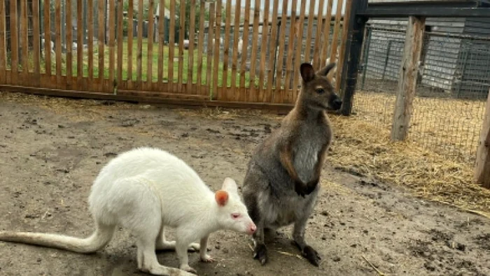  Animale sălbatice, pe cale din dispariție, descoperite în Iași / foto: IPJ Iași