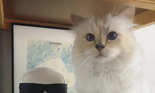 1 pisica lui karl lagerfeld png png