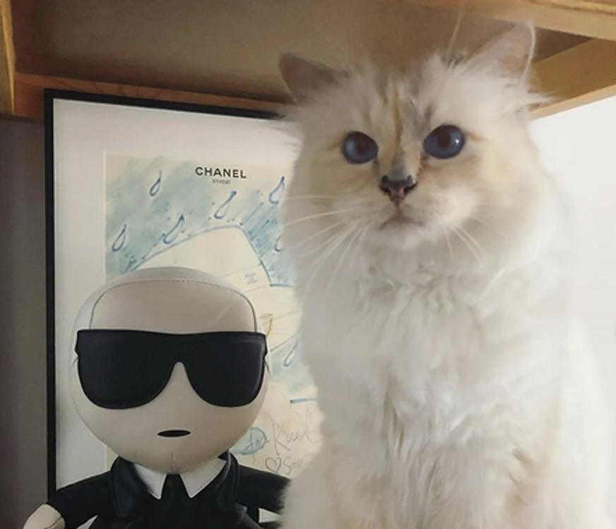 1 pisica lui karl lagerfeld png png