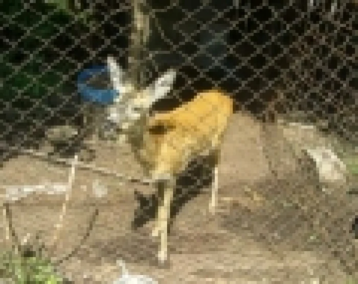 Căprioara va fi dusă la o grădină zoologică. FOTObzb.ro