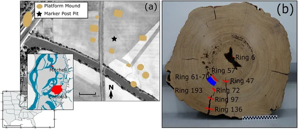 Bușteanul Mitchell, analizat de cercetători (© PLOS One / Kessler et al. 2025; CC BY 4.0)