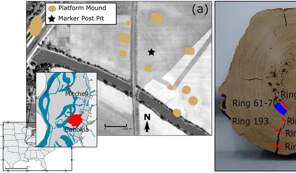 Bușteanul Mitchell, analizat de cercetători (© PLOS One / Kessler et al. 2025; CC BY 4.0)