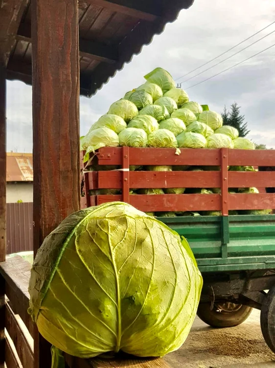 Tone de varză în piaţa din Lunguleţu. FOTO: C.S