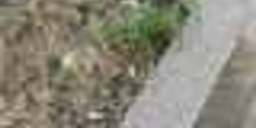 Cei care  nu păstrează curăţenia pe domeniul  public riscă să fie sancţionaţi