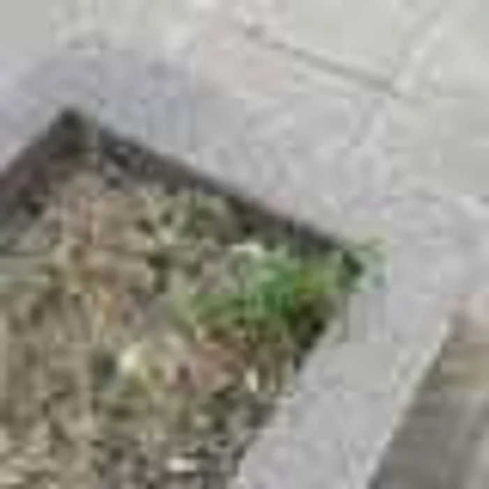 Cei care nu păstrează curăţenia pe domeniul public riscă să fie sancţionaţi