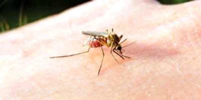 O nouă ameninţare la adresa sănătăţii globale: un virus african transmis de  ţânţari