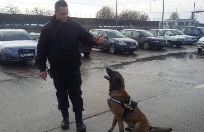 Câinele OMU în timp ce primeşte instrucţiuni de la conductorul său FOTO Oana Cernat