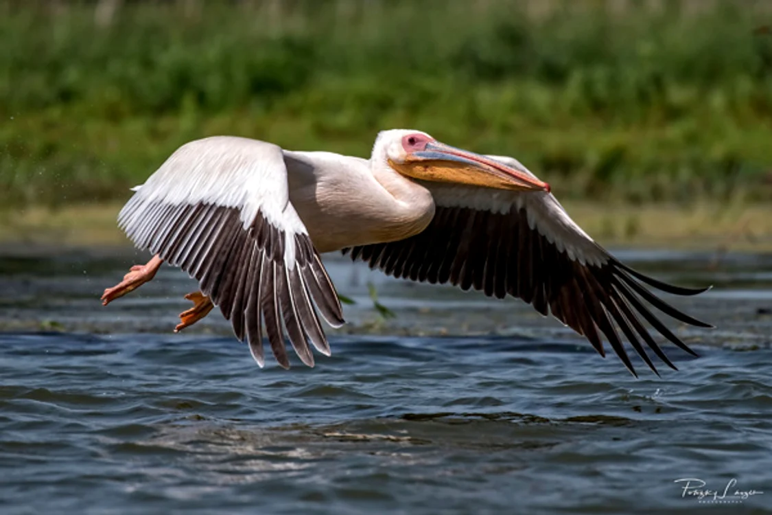 pelican copy jpg jpeg