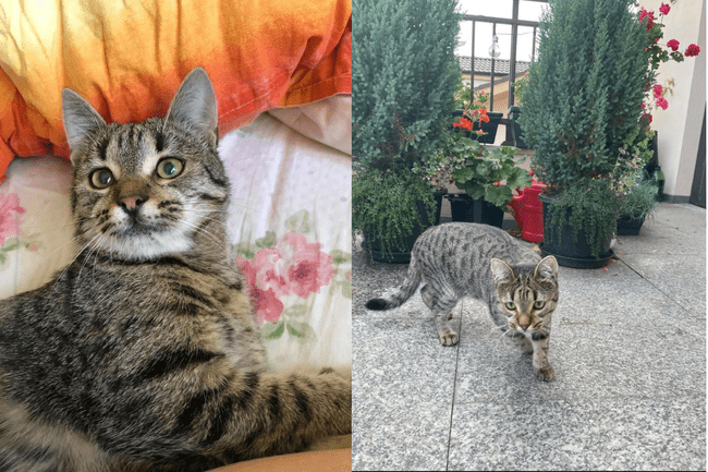 Se caută motanul Simba! A supraviețuit accidentului tragic din Vâlcea, dar a dispărut fără urmă. Are probleme grave de sănătate