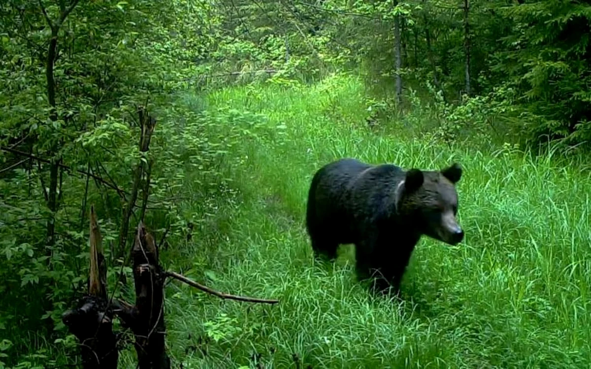 urs in parcul natural gradistea muncelului cioclovina foto romsilva