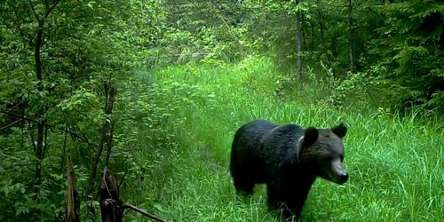 urs in parcul natural gradistea muncelului cioclovina foto romsilva