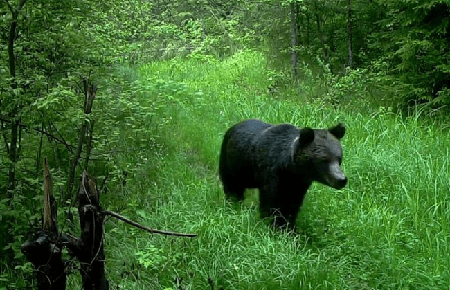 Cioban salvat de câini din ghearele unui urs. Atacul s-a produs în zona de munte a Buzăului