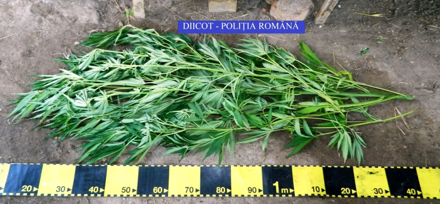 cannabis olt