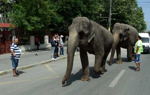 Paradă cu elefanţi pe străzile Constanţei