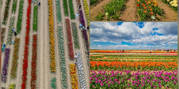 Blooms Experience. FOTO Bogdan Velea / Facebook