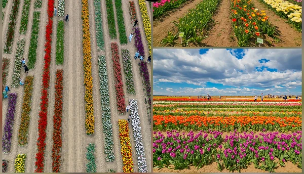 Blooms Experience. FOTO Bogdan Velea / Facebook