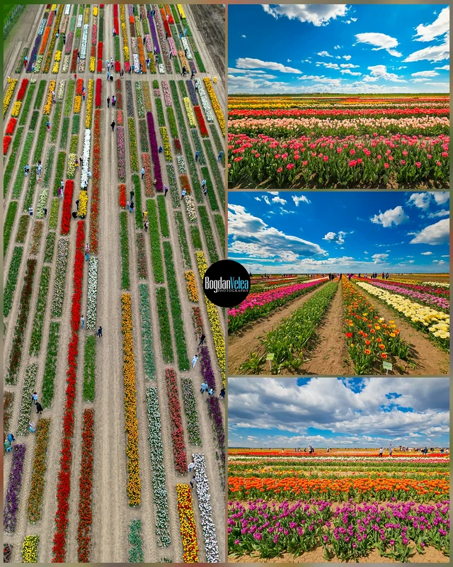 Blooms Experience. FOTO Bogdan Velea / Facebook