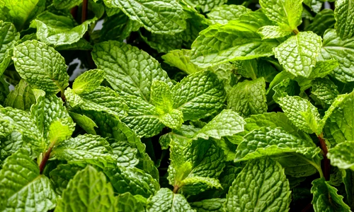 1 interzicere tigari mentolate 319332416 jpg jpeg