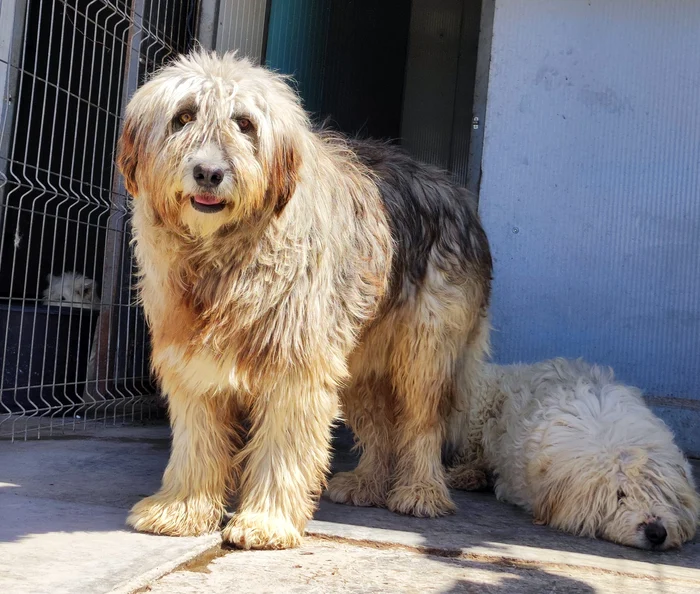 Calvin , după 10 luni în adăpostul Ajutați-l pe Lăbuș FOTO: Help Lăbuș