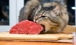 pisica mancare adobestock jpg