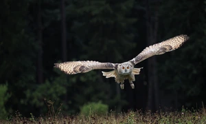 bird 3652358 1280 jpg