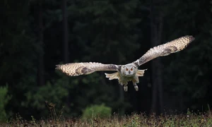 bird 3652358 1280 jpg