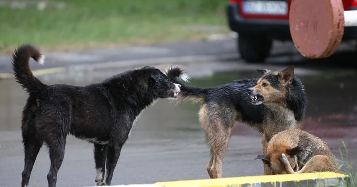 O femeie de 47 de ani, salvată de poliţişti din colţii unor câini agresiv din oraşul Pantelimon FOTO Arhiva Adevărul