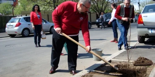 plantare copaci piedone