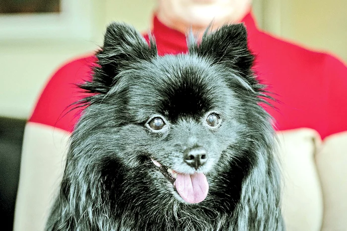 Psihoterapeut şi asistent social. Princess, din rasa spitz german, este celebră pentru că vindecă prin hipnoză