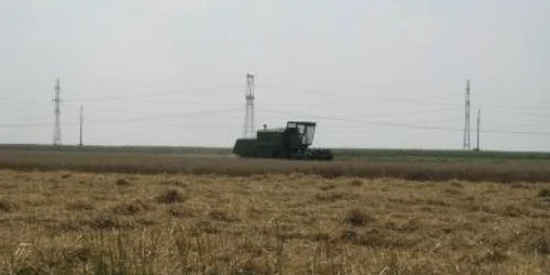 Slatina: Treieratul grâului este aproape de final