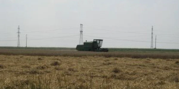 Slatina: Treieratul grâului este aproape de final