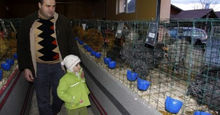 Cele mai frumoase păsări din judeţ au fost adunate laolaltă