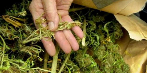 Canabisul era uscat cu ajutorul unor radiatoare